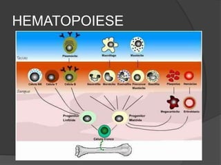 HEMATOPOIESE 
 
