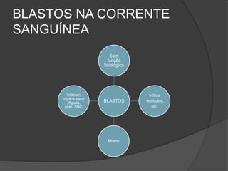 BLASTOS NA CORRENTE 
SANGUÍNEA 
Sem 
função 
fisiológica 
BLASTOS 
Infiltra 
testículos, 
etc. 
Morte 
Infiltram 
órgãos:baço 
, fígado, 
pele, SNC 
 