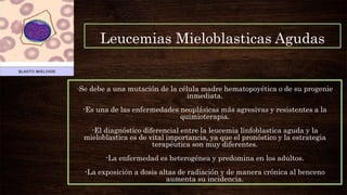 -Se debe a una mutación de la célula madre hematopoyética o de su progenie
inmediata.
-Es una de las enfermedades neoplásicas más agresivas y resistentes a la
quimioterapia.
-El diagnóstico diferencial entre la leucemia linfoblastica aguda y la
mieloblastica es de vital importancia, ya que el pronóstico y la estrategia
terapéutica son muy diferentes.
-La enfermedad es heterogénea y predomina en los adultos.
-La exposición a dosis altas de radiación y de manera crónica al benceno
aumenta su incidencia.
Leucemias Mieloblasticas Agudas
 