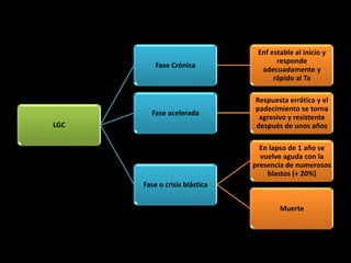 Enf estable al inicio y
                                      responde
          Fase Crónica
                                 adecuadamente y
                                     rápido al Tx

                               Respuesta errática y el
                               padecimiento se torna
        Fase acelerada
                                agresivo y resistente
LGC                            después de unos años

                                 En lapso de 1 año se
                                 vuelve aguda con la
                               presencia de numerosos
                                   blastos (+ 20%)
      Fase o crisis blástica


                                       Muerte
 