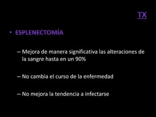 – Mejora de manera significativa las alteraciones de
  la sangre hasta en un 90%

– No cambia el curso de la enfermedad

– No mejora la tendencia a infectarse de los px
 