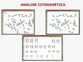 ANÁLISE CITOGENÉTICA
 