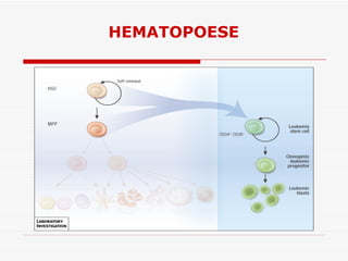 HEMATOPOESE
 