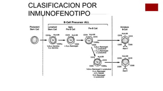CLASIFICACION POR
INMUNOFENOTIPO
 