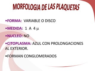 •FORMA: VARIABLE O DISCO
•MEDIDA: 1 A 4 
•NUCLEO: NO
•CITOPLASMA: AZUL CON PROLONGACIONES
AL EXTERIOR.
•FORMAN CONGLOMERADOS
 