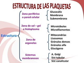 Estructura
Zona periférica
o pared celular
Zona de sol – gel
o hialoplasma
Zona de
organelas
Sistemas
membranosos
Glucocáliz
Membrana
Submembrana
Microtúbulos
Microfilamentos
Mitocondrías
Lisosomas
Gránulos densos
Gránulos alfa
Glucógeno
A. Golgi
Sist tubular
Sist canalicular
 