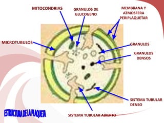 MICROTUBULOS
MITOCONDRIAS GRANULOS DE
GLUCOGENO
MEMBRANA Y
ATMOSFERA
PERIPLAQUETAR
GRANULOS
GRANULOS
DENSOS
SISTEMA TUBULAR
DENSO
SISTEMA TUBULAR ABIERTO
 