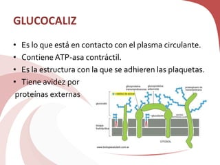 GLUCOCALIZ
• Es lo que está en contacto con el plasma circulante.
• Contiene ATP-asa contráctil.
• Es la estructura con la que se adhieren las plaquetas.
• Tiene avidez por
proteínas externas
 