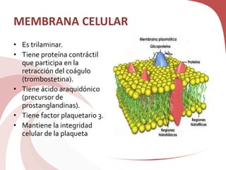 MEMBRANA CELULAR
• Es trilaminar.
• Tiene proteína contráctil
que participa en la
retracción del coágulo
(trombostetina).
• Tiene ácido araquidónico
(precursor de
prostanglandinas).
• Tiene factor plaquetario 3.
• Mantiene la integridad
celular de la plaqueta
 