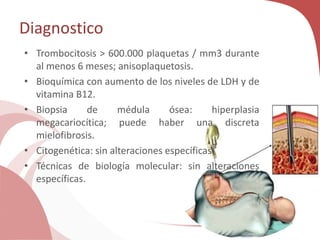 Diagnostico
• Trombocitosis > 600.000 plaquetas / mm3 durante
al menos 6 meses; anisoplaquetosis.
• Bioquímica con aumento de los niveles de LDH y de
vitamina B12.
• Biopsia de médula ósea: hiperplasia
megacariocítica; puede haber una discreta
mielofibrosis.
• Citogenética: sin alteraciones específicas.
• Técnicas de biología molecular: sin alteraciones
específicas.
 
