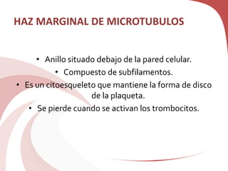 HAZ MARGINAL DE MICROTUBULOS
• Anillo situado debajo de la pared celular.
• Compuesto de subfilamentos.
• Es un citoesqueleto que mantiene la forma de disco
de la plaqueta.
• Se pierde cuando se activan los trombocitos.
 