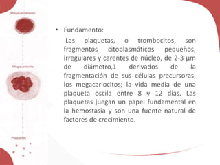 • Fundamento:
Las plaquetas, o trombocitos, son
fragmentos citoplasmáticos pequeños,
irregulares y carentes de núcleo, de 2-3 µm
de diámetro,1 derivados de la
fragmentación de sus células precursoras,
los megacariocitos; la vida media de una
plaqueta oscila entre 8 y 12 días. Las
plaquetas juegan un papel fundamental en
la hemostasia y son una fuente natural de
factores de crecimiento.
 