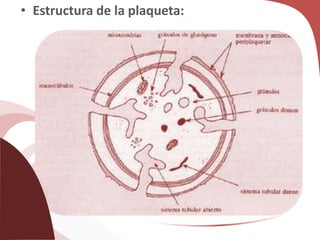 • Estructura de la plaqueta:
 