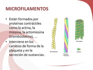 MICROFILAMENTOS
• Están formados por
proteínas contráctiles
como la actina, la
miosina, la actomiosina
(trombostetina), ...
• Interviene en los
cambios de forma de la
plaqueta y en la
secreción de sustancias.
 