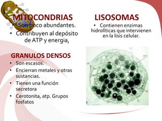 • Son poco abundantes.
• Contribuyen al depósito
de ATP y energia,
• Son escasos.
• Encierran metales y otras
sustancias.
• Tienen una función
secretora
• Cerotonita, atp. Grupos
fosfatos
• Contienen enzimas
hidrolíticas que intervienen
en la lisis celular.
MITOCONDRIAS LISOSOMAS
GRANULOS DENSOS
 