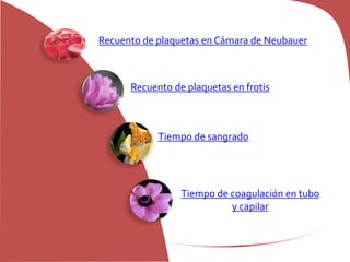 Recuento de plaquetas en Cámara de Neubauer
Recuento de plaquetas en frotis
Tiempo de sangrado
Tiempo de coagulación en tubo
y capilar
 