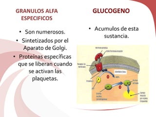 GRANULOS ALFA
ESPECIFICOS
• Son numerosos.
• Sintetizados por el
Aparato de Golgi.
• Proteínas específicas
que se liberan cuando
se activan las
plaquetas.
• Acumulos de esta
sustancia.
GLUCOGENO
 