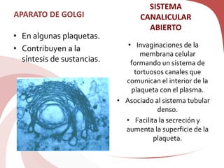 APARATO DE GOLGI
• En algunas plaquetas.
• Contribuyen a la
síntesis de sustancias.
• Invaginaciones de la
membrana celular
formando un sistema de
tortuosos canales que
comunican el interior de la
plaqueta con el plasma.
• Asociado al sistema tubular
denso.
• Facilita la secreción y
aumenta la superficie de la
plaqueta.
SISTEMA
CANALICULAR
ABIERTO
 