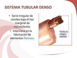 SISTEMA TUBULAR DENSO
• Serie irregular de
canales bajo el haz
marginal de
microtúbulos.
• Interviene en la
fabricación de
elementos fibrosos.
 