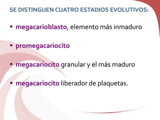 SE DISTINGUEN CUATRO ESTADIOS EVOLUTIVOS:
 megacarioblasto, elemento más inmaduro
 promegacariocito
 megacariocito granular y el más maduro
 megacariocito liberador de plaquetas.
 
