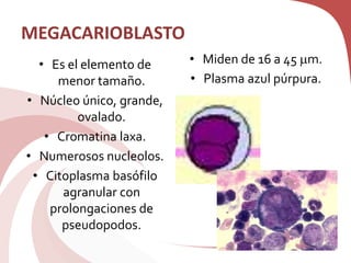 MEGACARIOBLASTO
• Es el elemento de
menor tamaño.
• Núcleo único, grande,
ovalado.
• Cromatina laxa.
• Numerosos nucleolos.
• Citoplasma basófilo
agranular con
prolongaciones de
pseudopodos.
• Miden de 16 a 45 m.
• Plasma azul púrpura.
 