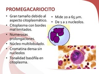 PROMEGACARIOCITO
• Gran tamaño debido al
aspecto citoplasmático.
• Citoplasma con bordes
mal limitados.
• Numerosas
prolongaciones.
• Núcleo multilobulado.
• Cromatina densa sin
nucleolos
• Tonalidad basófila en
citoplasma.
• Mide 20 a 65 m.
• De 1 a 2 nucleolos.
 
