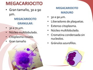 MEGACARIOCITO
• Gran tamaño, 30 a 90
m.
MEGACARIOCITO
GRANULAR:
• 30 a 70 m.
• Núcleo multilobulado.
• Citoplasma rosada.
• Gran tamaño
MEGACARIOCITO
MADURO
• 30 a 90 m.
• Liberadores de plaquetas.
• Extenso citoplasma.
• Núcleo multilobulado.
• Cromatina condensada sin
nucleolos.
• Gránulos azurofilos.
 