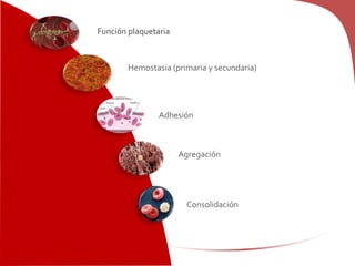 Función plaquetaria
Hemostasia (primaria y secundaria)
Adhesión
Agregación
Consolidación
 