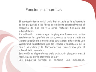 El acontecimiento inicial de la hemostasia es la adherencia
de las plaquetas a las fibras de colágeno (especialmente el
colágeno de tipo III) y a otras materias fibrilares del
subendotelio.
La adhesión requiere que la plaqueta forme una unión
estable con la superficie del vaso, y esto se hace a través de
la participación de al menos dos cofactores: el factor de von
Willebrand (sintetizado por las células endoteliales de la
pared vascular) y la fibroconectina (sintetizado por el
subendotelio vascular).
Esta unión es dependiente de la activación plaquetar y está
mediatizada por la presencia de Ca++.
Las plaquetas forman al principio una monocapa.
Funciones dinámicas
 