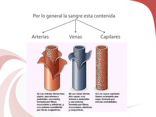 Por lo general la sangre esta contenida
Arterias Venas Capilares
 