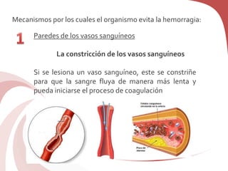 Mecanismos por los cuales el organismo evita la hemorragia:
Paredes de los vasos sanguíneos
La constricción de los vasos sanguíneos
Si se lesiona un vaso sanguíneo, este se constriñe
para que la sangre fluya de manera más lenta y
pueda iniciarse el proceso de coagulación
 