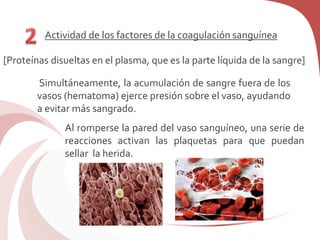 Actividad de los factores de la coagulación sanguínea
[Proteínas disueltas en el plasma, que es la parte líquida de la sangre]
Simultáneamente, la acumulación de sangre fuera de los
vasos (hematoma) ejerce presión sobre el vaso, ayudando
a evitar más sangrado.
Al romperse la pared del vaso sanguíneo, una serie de
reacciones activan las plaquetas para que puedan
sellar la herida.
 