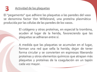 Actividad de las plaquetas
El "pegamento'' que adhiere las plaquetas a las paredes del vaso
se denomina factor Von Willebrand, una proteína plasmática
producida por las células de las paredes de los vasos.
El colágeno y otras proteínas, en especial la trombina,
acuden al lugar de la herida, favoreciendo que las
plaquetas se adhieran entre sí.
A medida que las plaquetas se acumulan en el lugar,
forman una red que sella la herida; dejan de tener
forma circular y se convierten en espinosas liberando
proteínas y otros elementos químicos que atrapan más
plaquetas y proteínas de la coagulación en un tapón
cada vez mayor.
 