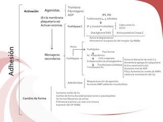 Adhesión Activación
Cambio de forma
Agonistas
(En la membrana
plaquetaria se)
Activan enzimas
Mensajeros
secundarios
Trombina
Fibrinógeno
ADP (P1, P2)
Fosfolipasa C
Fosfoinositol 4, 5, bifosfato
IP 3 (inositol trisfosfato)
+
Diacilglicerol DAG
Libera iones Ca
(SCD)
Activa proteína Cinasa C
Activa la degranulación
Interviene en la exposición del receptor Gp IIb/IIIa
Fosfolipasa
Fosfolipidos
Ac. Araquidonico
Endoperoxidos de prostaglandina
Tromboxano A2
Actúa
Para formar
Ciclo oxigenasa
Tromboxano sintetasa
Activa la liberación de iones Ca.
Aumenta la agregación plaquetaria.
Activa vasoconstricción.
Aumenta nivel de ADP.
PGG2 Aumenta los niveles de AMPc
(reduce la movilización del Ca)
Adenilciclasa
Bloquea la acción de agonistas.
Aumenta AMP (adhesión monofosfato)
Aumenta niveles de Ca
Cambio de forma discoidal (proyecciones o pseudopodos)
Se forman filamentos de actina
Polimeriza la actina y se unen a la miosina
Expresión del GP Iib/IIIa
 