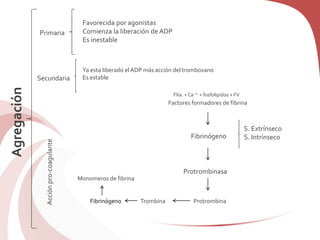 Agregación
Primaria
Favorecida por agonistas
Comienza la liberación de ADP
Es inestable
Secundaria
Ya esta liberado el ADP más acción del tromboxano
Es estable
Acciónpro-coagulante
Factores formadores de fibrina
Fibrinógeno
S. Extrínseco
S. Intrínseco
Protrombinasa
ProtrombinaTrombinaFibrinógeno
Monomeros de fibrina
FXa. + Ca ++ + fosfolipidos + FV
 