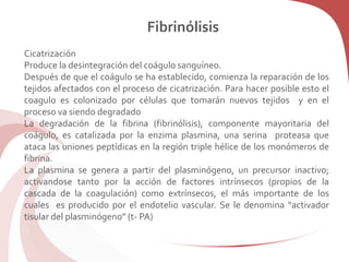 Fibrinólisis
Cicatrización
Produce la desintegración del coágulo sanguíneo.
Después de que el coágulo se ha establecido, comienza la reparación de los
tejidos afectados con el proceso de cicatrización. Para hacer posible esto el
coagulo es colonizado por células que tomarán nuevos tejidos y en el
proceso va siendo degradado
La degradación de la fibrina (fibrinólisis), componente mayoritaria del
coágulo, es catalizada por la enzima plasmina, una serina proteasa que
ataca las uniones peptídicas en la región triple hélice de los monómeros de
fibrina.
La plasmina se genera a partir del plasminógeno, un precursor inactivo;
activandose tanto por la acción de factores intrínsecos (propios de la
cascada de la coagulación) como extrínsecos, el más importante de los
cuales es producido por el endotelio vascular. Se le denomina “activador
tisular del plasminógeno” (t- PA)
 