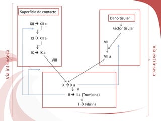 VII
VII a
XII  XII a
XI  XII a
IX  IX a
Superficie de contacto
Víaintrínseca
Daño tisular
Factor tisular
X  X a
II  II a (Trombina)
I  Fibrina
V
VIII
Víaextrínseca
 