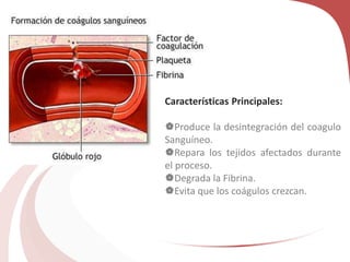 Características Principales:
Produce la desintegración del coagulo
Sanguíneo.
Repara los tejidos afectados durante
el proceso.
Degrada la Fibrina.
Evita que los coágulos crezcan.
 