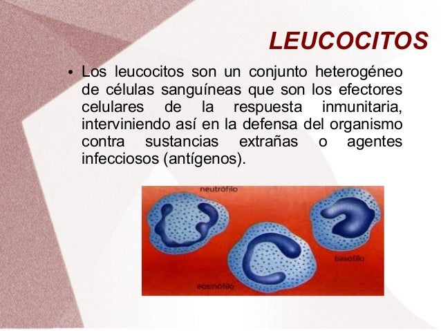 Leucocitos