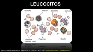 LEUCOCITOS
Estudiante de Medicina de la Facultad de Medicina de la UNT: Vallejos Barrientos, Jonathan Alexis.
 