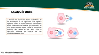 FAGOCÍTOSIS
La función más importante de los neutrófilos y de
los macrófagos es la fagocitosis, que significa
ingestión celular de agente ofensivo. Los fagocitos
deben seleccionar el material que fagocitan; de
otro modo podrían ingerir células y estructuras
normales del cuerpo. El que tenga lugar la
fagocitosis depende en especial de tres
intervenciones selectivas.
JOÃO VITOR BOTTCHER FERREIRA
 