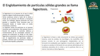 La fagocitosis es un proceso en el que la célula
captura y digiere moléculas grandes y sólidas.
Varias sustancias entran y salen de la célula a
través de los procesos de difusión y transporte
activo. Sin embargo, algunas partículas son muy
grandes y requieren otros procesos para su
transporte desde el medio extra al medio
intracelular y viceversa.
La ingestión celular de partículas es un proceso
conocido como endocitosis. Este proceso tiene la
función de asegurar la nutrición, defensa y
mantenimiento de las actividades celulares. El
proceso de endocitosis se divide en dos tipos:
fagocitosis y pinocitosis. La fagocitosis se relaciona
con el engullimiento de partículas sólidas y
grandes, mientras que la pinocitosis se relaciona
con partículas líquidas y pequeñas.
JOAO VITOR BOTTCHER FERREIRA
La fagocitosis la llevan a cabo únicamente las células que pueden
moverse, como las amebas, los macrófagos y los neutrófilos. Este
proceso consiste en una prolongación citoplasmática con la
formación de seudópodos que engloban a la partícula a ingerir. Tras
la captura se produce la formación de una vesícula delimitada por la
membrana plasmática de la célula y con la partícula libre en su
interior. Esta bolsa se llama fagosoma.
El Englobamiento de partículas sólidas grandes se llama
fagocitosis.
 