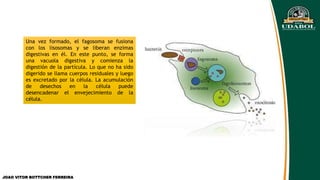 Una vez formado, el fagosoma se fusiona
con los lisosomas y se liberan enzimas
digestivas en él. En este punto, se forma
una vacuola digestiva y comienza la
digestión de la partícula. Lo que no ha sido
digerido se llama cuerpos residuales y luego
es excretado por la célula. La acumulación
de desechos en la célula puede
desencadenar el envejecimiento de la
célula.
JOAO VITOR BOTTCHER FERREIRA
 