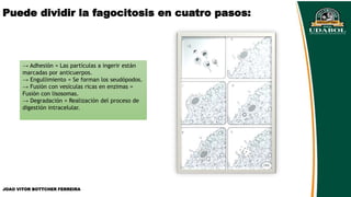 Puede dividir la fagocitosis en cuatro pasos:
→ Adhesión = Las partículas a ingerir están
marcadas por anticuerpos.
→ Engullimiento = Se forman los seudópodos.
→ Fusión con vesículas ricas en enzimas =
Fusión con lisosomas.
→ Degradación = Realización del proceso de
digestión intracelular.
JOAO VITOR BOTTCHER FERREIRA
 