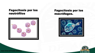 Fagocitosis por los
neutrófilos
Fagocitosis por los
macrófagos.
JOAO VITOR BOTTCHER FERREIRA
 