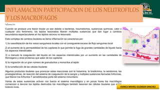 INFLAMACION PARTICIPACION DE LOS NEUTROFILOS
Y LOS MACROFAGOS
Inflamación
Cuando se produce una lesión tisular ya sea debida a bacterias, traumatismos, sustancias químicas, calor o
cualquier otro fenómeno, los tejidos lesionados liberan múltiples sustancias que dan lugar a cambios
secundarios espectaculares en los tejidos vecinos no lesionado
Este complejo de cambios tisulares se llama inflamación se caracteriza por:
1) la vasodilatación de los vasos sanguíneos locales con el consiguiente exceso de flujo sanguíneo local
2) el aumento de la permeabilidad de los capilares lo que permite la fuga de grandes cantidades de líquido hacia
los espacios intersticiales
3) a menudo la coagulación del líquido en los espacios intersticiales por un aumento en las cantidades de
fibrinógeno y otras proteínas que salen de los capilares
4) la migración de un gran número de granulocitos y monocitos al tejido
5) la tumefacción de las células tisulares
Algunos productos tisulares que provocan estas reacciones son la histamina, la bradicinina, la serotonina, las
prostaglandinas, de reacción del sistema de coagulación de la sangre y múltiples sustancias llamadas linfocinas,
que liberan los linfocitos T sensibilizados parte del sistema inmunitario
Varias de estas sustancias activan con fuerza el sistema macrofágico y en pocas horas los macrófagos
comienzan a devorar los tejidos destruidos los macrófagos también lesionan las células tisulares que están
todavía vivas. VIANCA MISHELI GUZMAN SANCHEZ
 