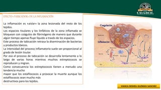 EFECTO «TABICADOR» DE LA INFLAMACIÓN
La inflamación es «aislar» la zona lesionada del resto de los
tejidos.
Los espacios tisulares y los linfáticos de la zona inflamada se
bloquean con coágulos de fibrinógeno de manera que durante
algún tiempo apenas fluye líquido a través de los espacios.
Este proceso de tabicación retrasa la diseminación de bacterias
y productos tóxicos.
La intensidad del proceso inflamatorio suele ser proporcional al
grado de lesión tisular.
Por eso el proceso de tabicación se desarrolla lentamente a lo
largo de varias horas mientras muchos estreptococos se
reproducen y migran.
Como consecuencia los estreptococos tienen a menudo una
tendencia mucho
mayor que los estafilococos a provocar la muerte aunque los
estafilococos sean mucho más
destructivos para los tejidos.
 