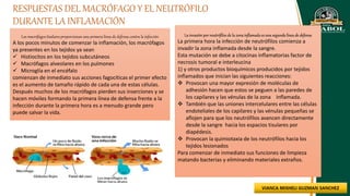 RESPUESTAS DEL MACRÓFAGO Y EL NEUTRÓFILO
DURANTE LA INFLAMACIÓN
La invasión por neutrófilos de la zona inflamada es una segunda línea de defensa
La primera hora la infección de neutrófilos comienza a
invadir la zona inflamada desde la sangre.
Esta mutación se debe a citocinas inflamatorias factor de
necrosis tumoral e interleucina
1) y otros productos bioquímicos producidos por tejidos
inflamados que inician las siguientes reacciones:
 Provocan una mayor expresión de moléculas de
adhesión hacen que estos se peguen a las paredes de
los capilares y las vénulas de la zona inflamada.
 También que las uniones intercelulares entre las células
endoteliales de los capilares y las vénulas pequeñas se
aflojen para que los neutrófilos avancen directamente
desde la sangre hacia los espacios tisulares por
diapédesis.
 Provocan la quimiotaxia de los neutrófilos hacia los
tejidos lesionados
Para comenzar de inmediato sus funciones de limpieza
matando bacterias y eliminando materiales extraños.
Los macrófagos tisulares proporcionan una primera línea de defensa contra la infección
A los pocos minutos de comenzar la inflamación, los macrófagos
ya presentes en los tejidos ya sean
 Histiocitos en los tejidos subcutáneos
 Macrófagos alveolares en los pulmones
 Microglía en el encéfalo
comienzan de inmediato sus acciones fagocíticas el primer efecto
es el aumento de tamaño rápido de cada una de estas células.
Después muchos de los macrófagos pierden sus inserciones y se
hacen móviles formando la primera línea de defensa frente a la
infección durante la primera hora es a menudo grande pero
puede salvar la vida.
 