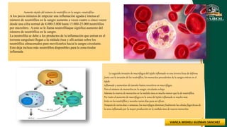 Aumento rápido del número de neutrófilos en la sangre: «neutrofilia»
A los pocos minutos de empezar una inflamación aguda e intensa el
número de neutrófilos en la sangre aumenta a veces cuatro a cinco veces:
desde una cifra normal de 4.000-5.000 hasta 15.000-25.000 neutrófilos
por microlitro. A esto se le llama neutrofiliaque significa aumento del
número de neutrófilos en la sangre.
La neutrofilia se debe a los productos de la inflamación que entran en el
torrente sanguíneo llegan a la médula ósea y allí actúan sobre los
neutrófilos almacenados para movilizarlos hacia la sangre circulante.
Esto deja incluso más neutrófilos disponibles para la zona tisular
inflamada
La segunda invasión de macrófagos del tejido inflamado es una tercera línea de defensa
Junto con la invasión de los neutrófilos, los monocitos procedentes de la sangre entran en el
tejido
inflamado y aumentan de tamaño hasta convertirse en macrófagos.
Pero el número de monocitos en la sangre circulante es bajo.
Además la reserva de monocitos en la médula ósea es mucho menor que la de neutrófilos.
Por tanto el aumento de macrófagos en la zona del tejido inflamado es mucho más
lento en los neutrófilos y necesita varios días para ser eficaz.
Después de varios días o semanas, los macrófagos dominan finalmente las células fagocíticas de
la zona inflamada por la mayor producción en la médula ósea de nuevos monocitos
 
