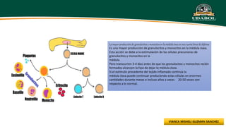 La mayor producción de granulocitos y monocitos en la médula ósea es una cuarta línea de defensa
Es una mayor producción de granulocitos y monocitos en la médula ósea.
Esta acción se debe a la estimulación de las células precursoras de
granulocitos y monocitos en la
médula.
Pero transcurren 3-4 días antes de que los granulocitos y monocitos recién
formados alcancen la fase de dejar la médula ósea.
Si el estímulo procedente del tejido inflamado continúa la
médula ósea puede continuar produciendo estas células en enormes
cantidades durante meses e incluso años a veces 20-50 veces con
respecto a lo normal.
 